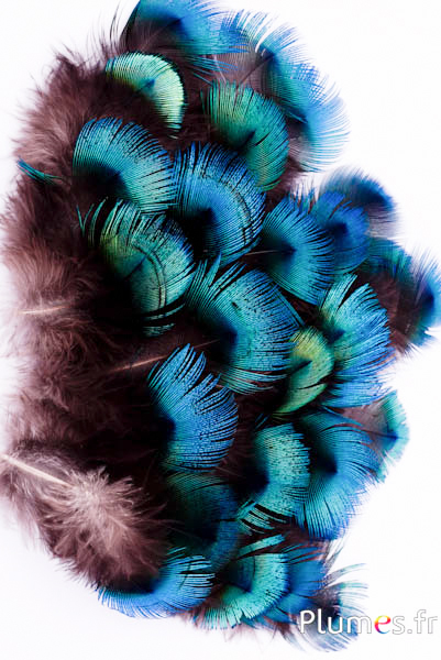 Paon bleu - 5-8 cm - bleu naturel